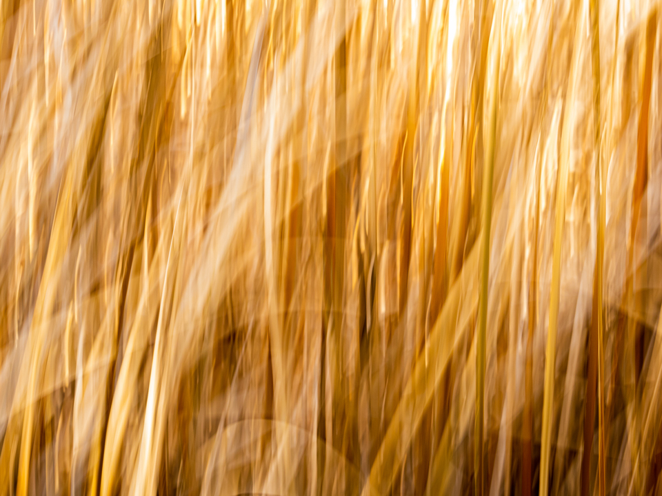Waves of Grain