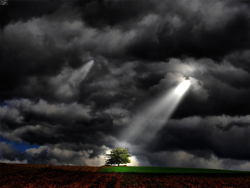 Inspiration Tree