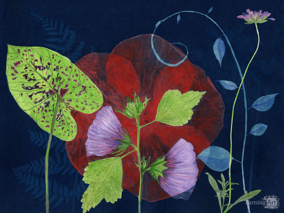 Cyanotype Painting (Rose of Sharon/Red Hibiscus 2020, 1)