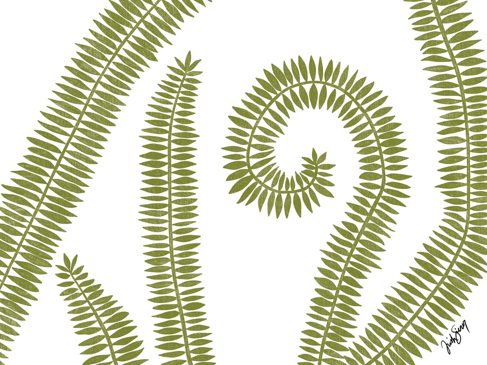 Curly Fern