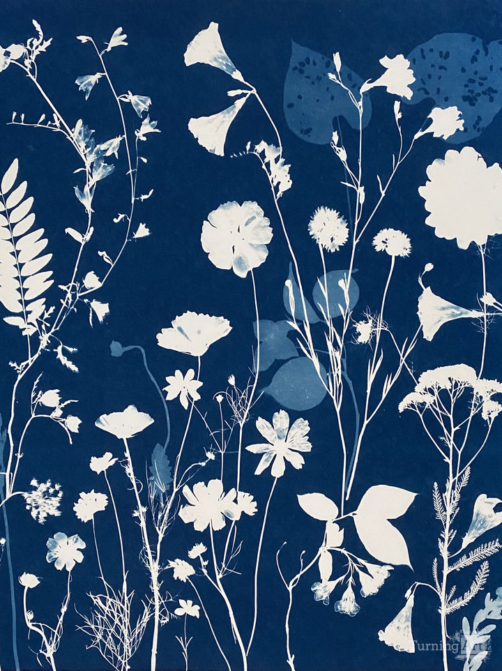 Nocturnal Nature (Cosmos, Leaves, Dahlia, etc))