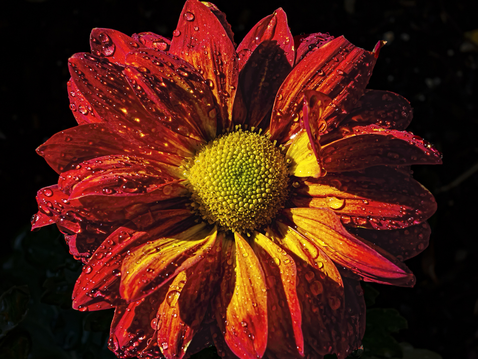 Chrysanthemum and Raindrops