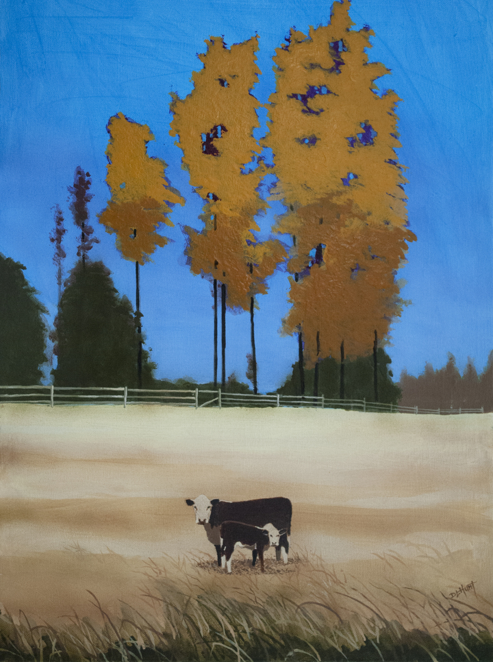 Herefords