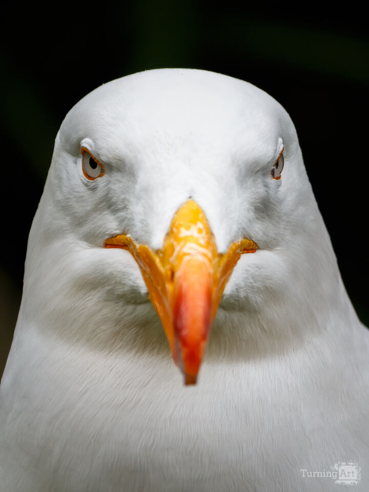 Gaze of the Gull