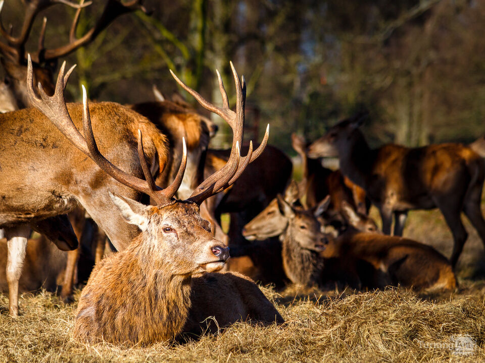 Take A Rest, My Deer
