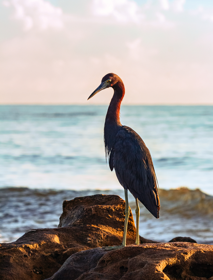Hot Shot Heron