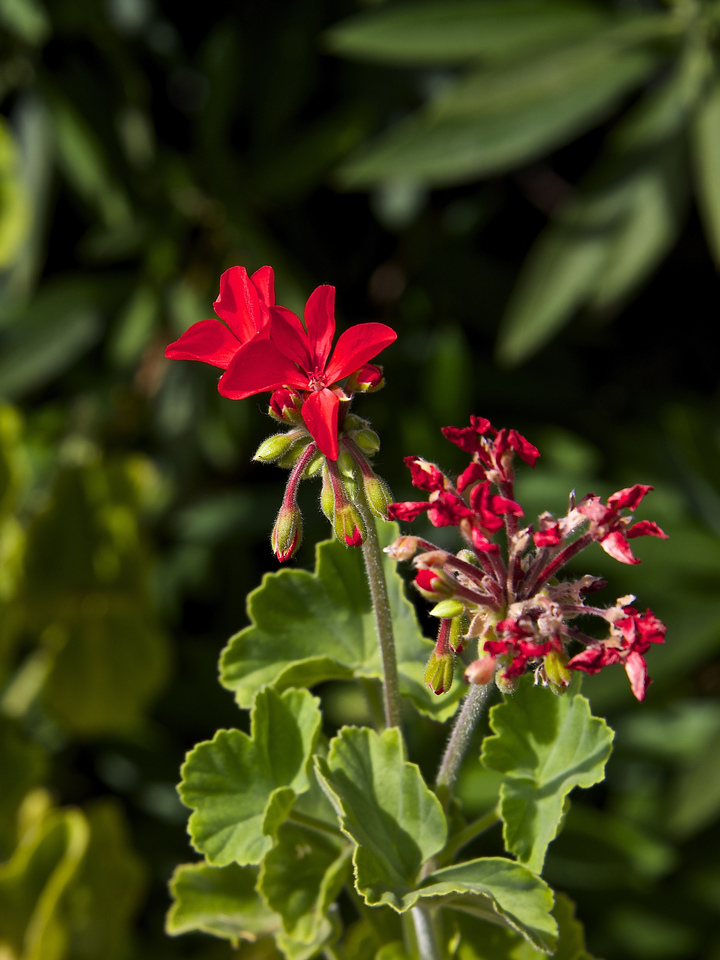 Simply Red