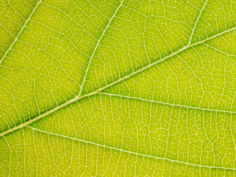 Autumn Leaf