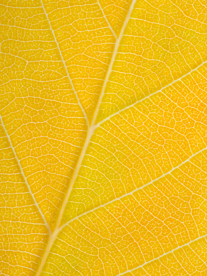 Autumn Leaf