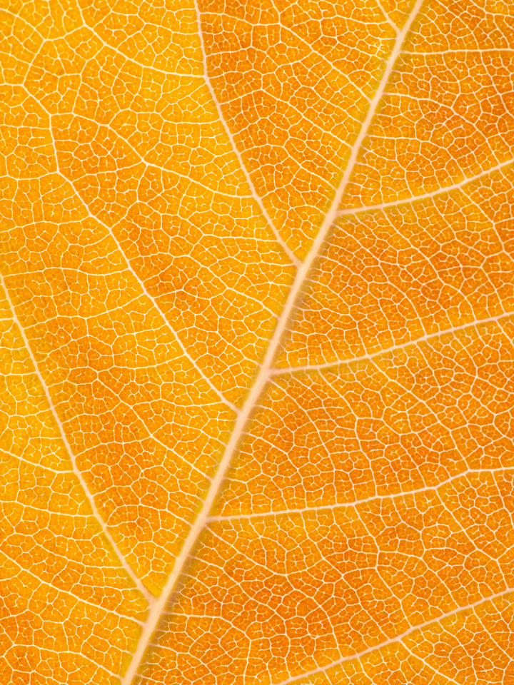 Autumn Leaf
