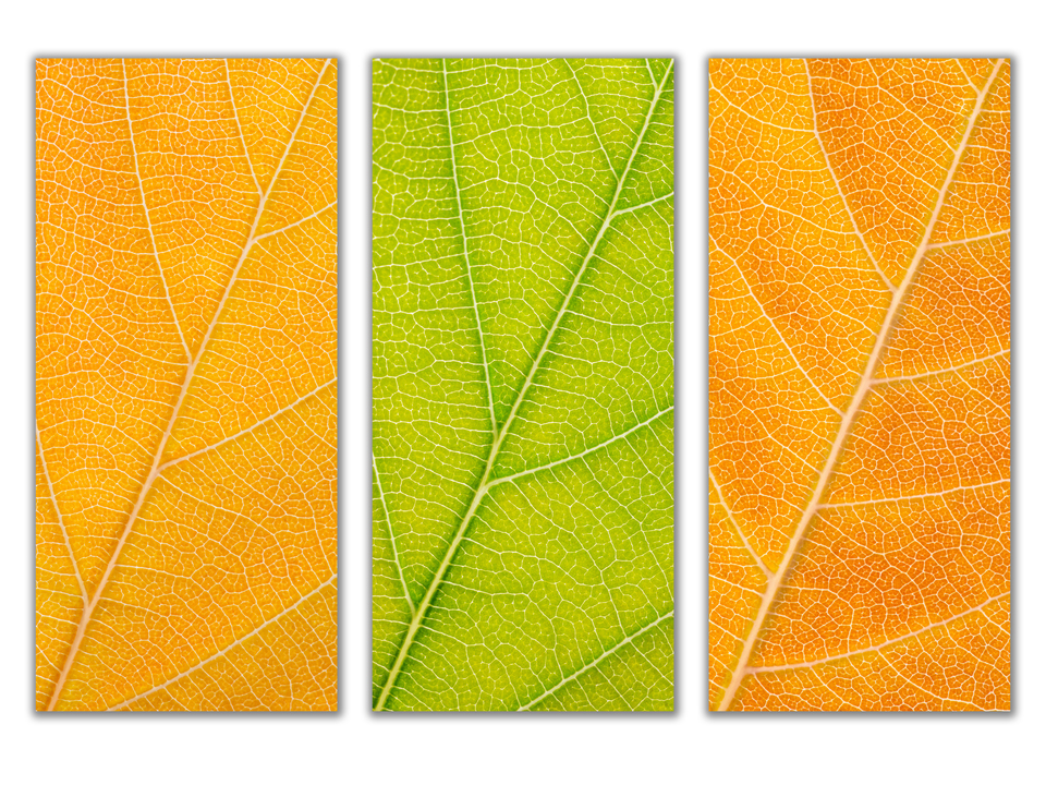 Autumn Leaves