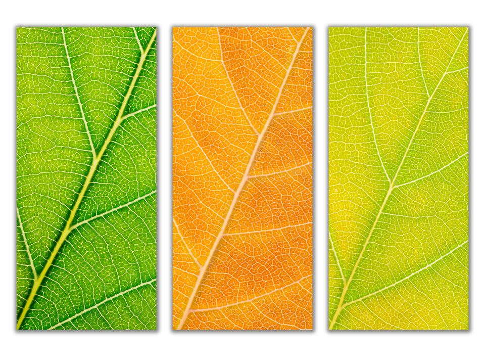 Autumn Leaves