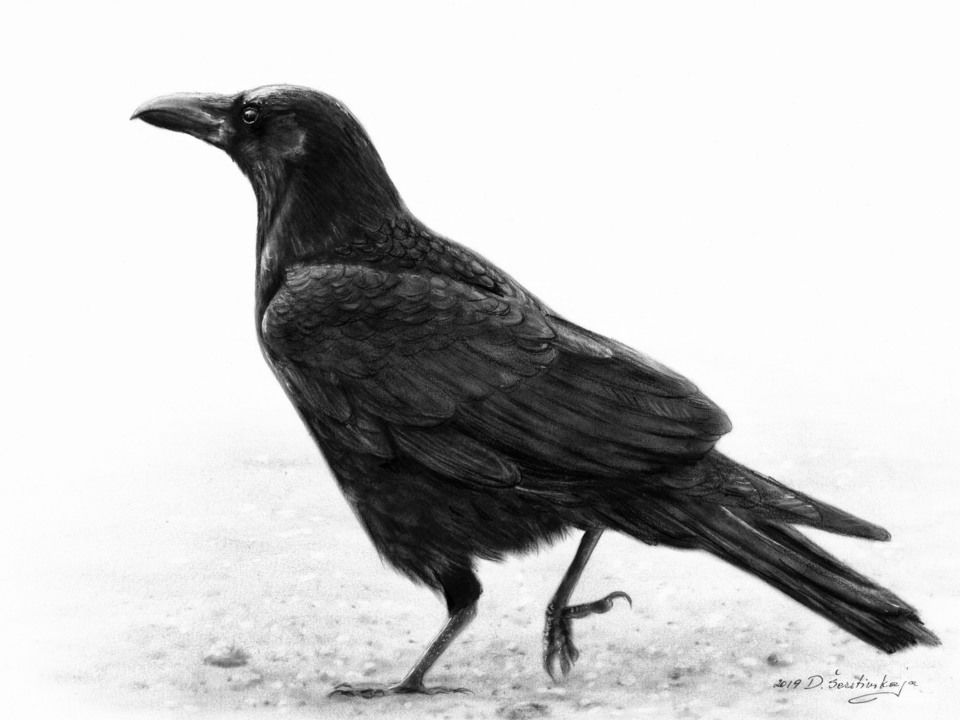 Crow