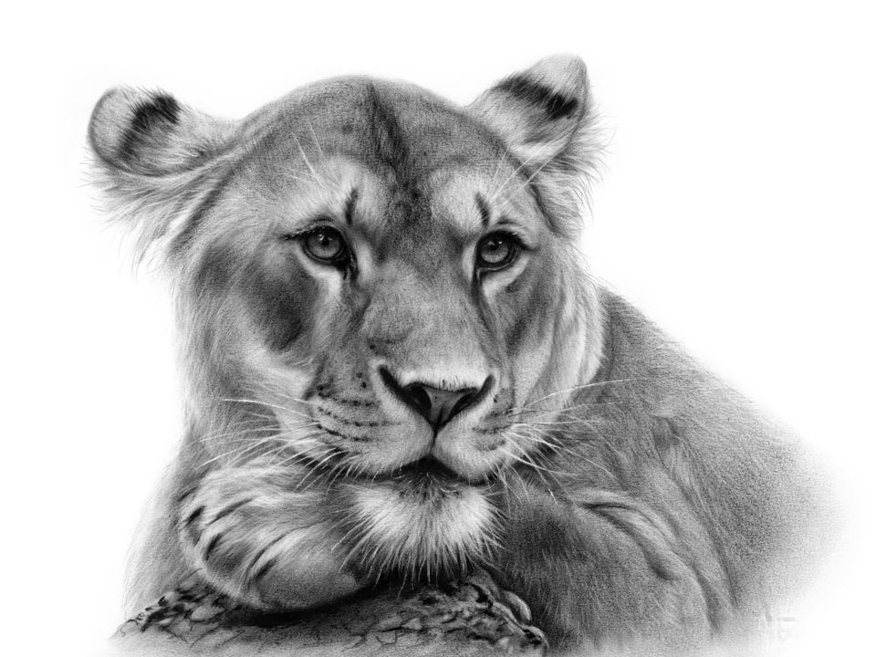 Lioness