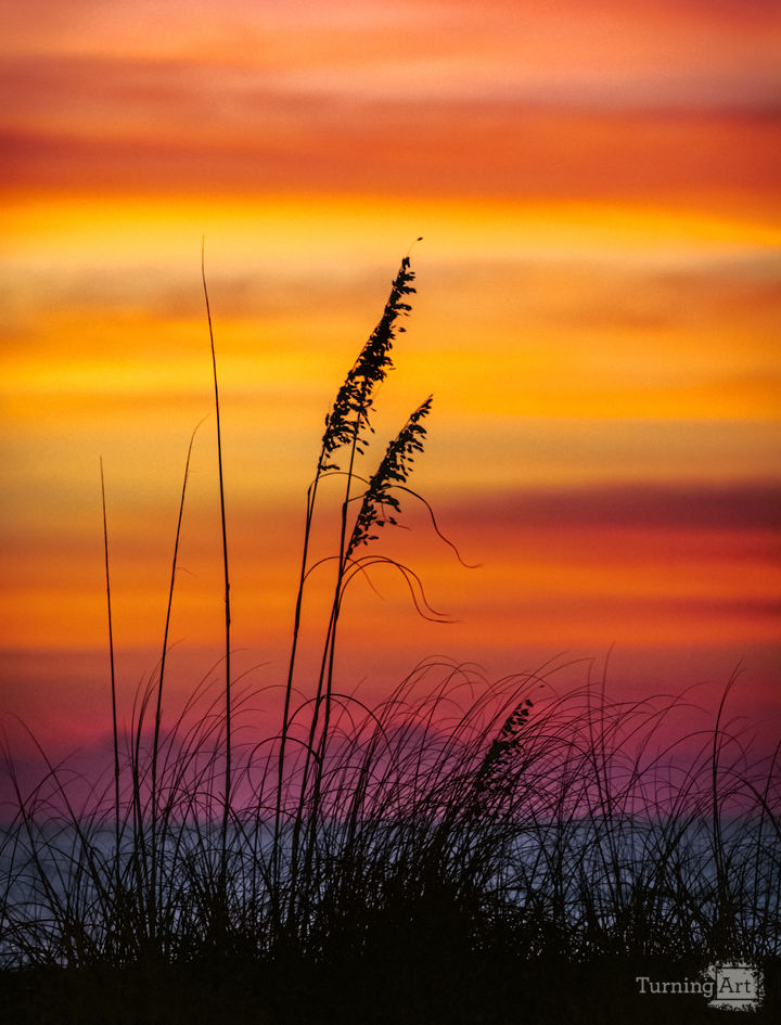 Beachgrass Sunset