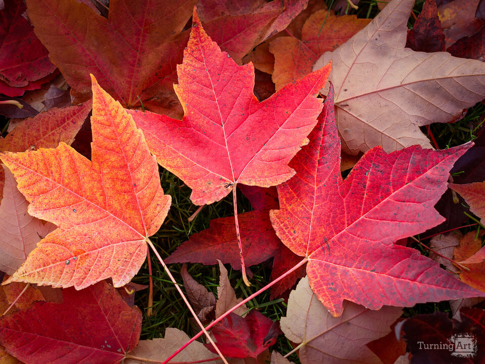 The Fall Trio