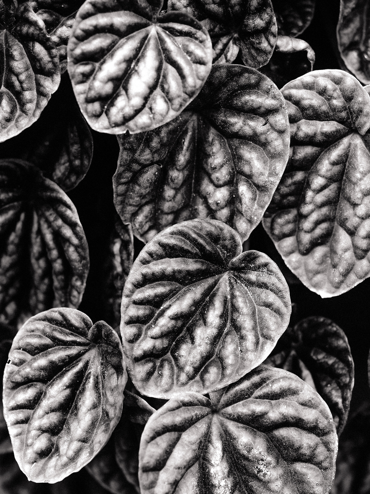Botanical Leaf Study 2
