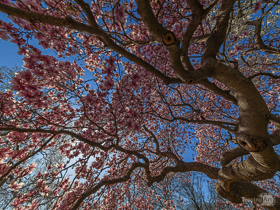 Cherry Trees