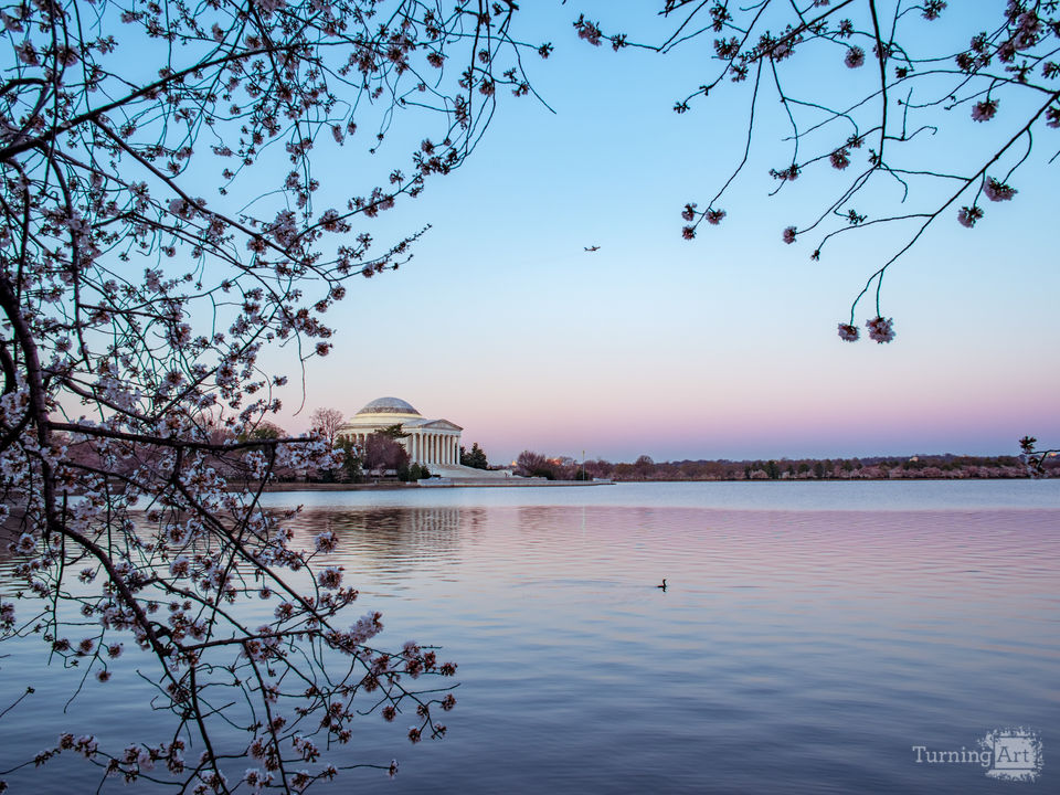 Cherry blossom Morning on the Tidal Basin