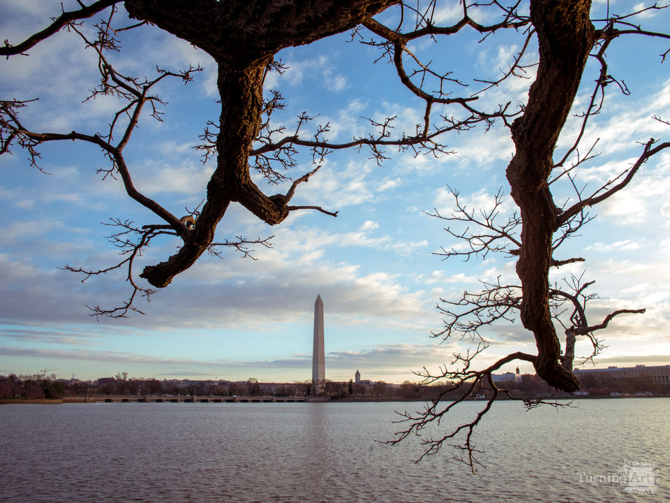 Cork Tree and Washington Monumnet