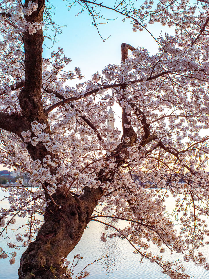 Cherry Blossom Dream