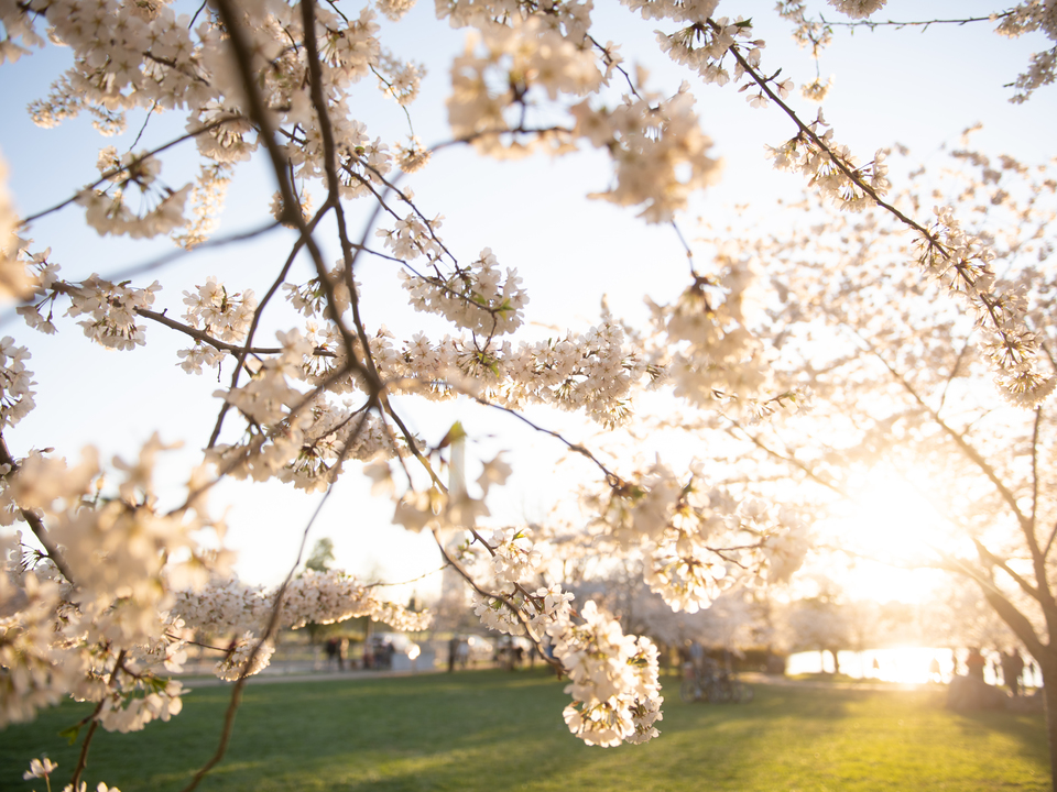Cherry Blossoms in Washington DC
