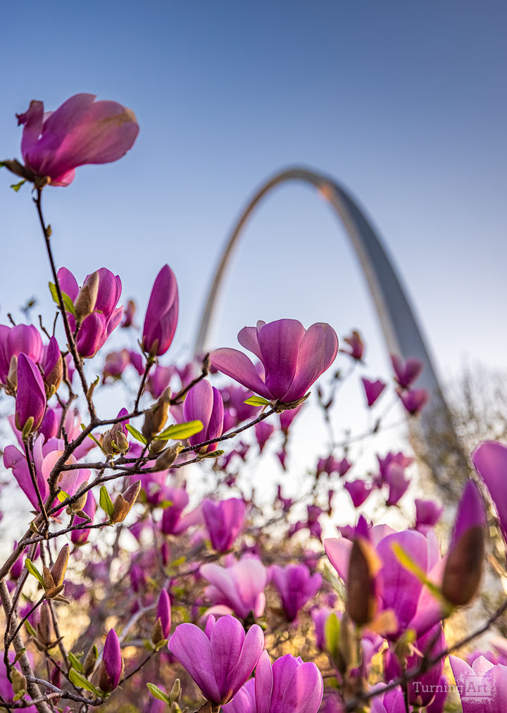 STL Spring Colors