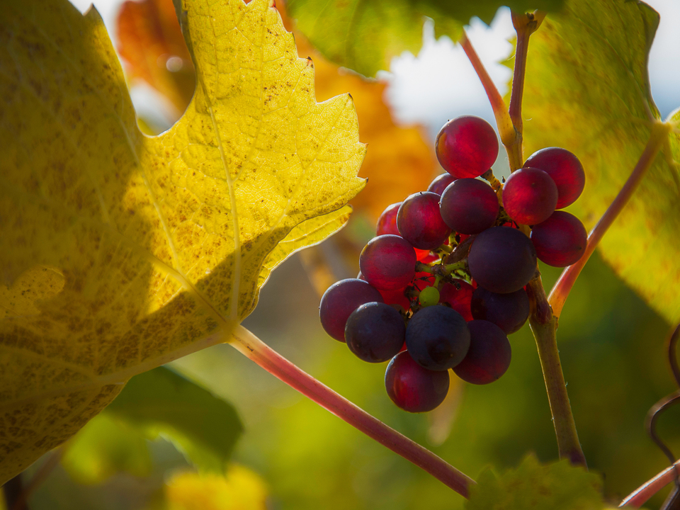 Harvest Time On The Vineyard