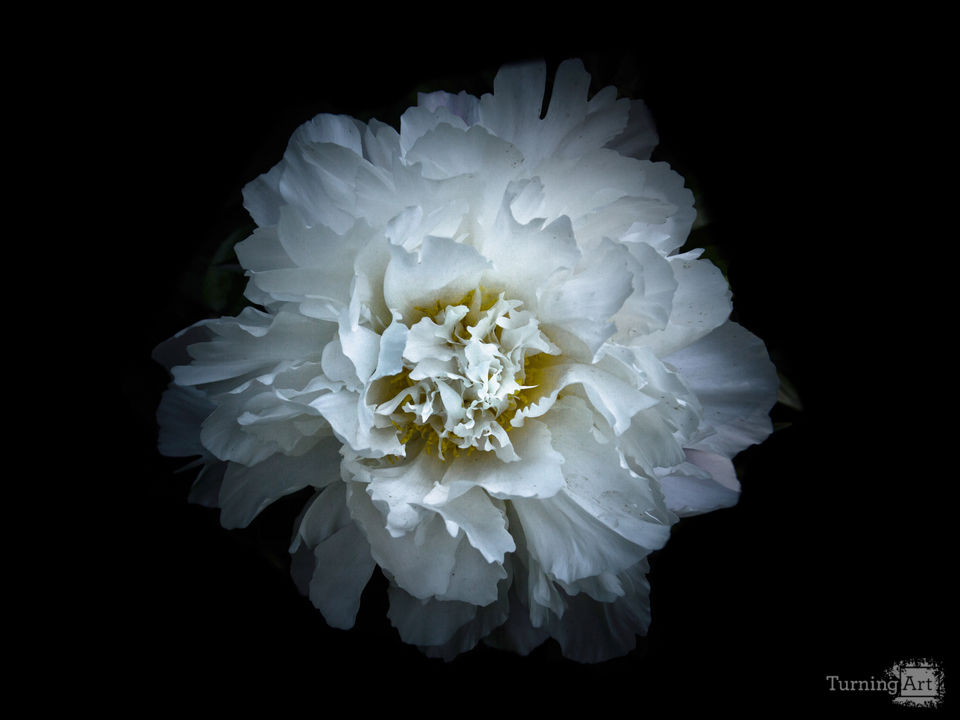 Backyard Flowers No 90 Color Version