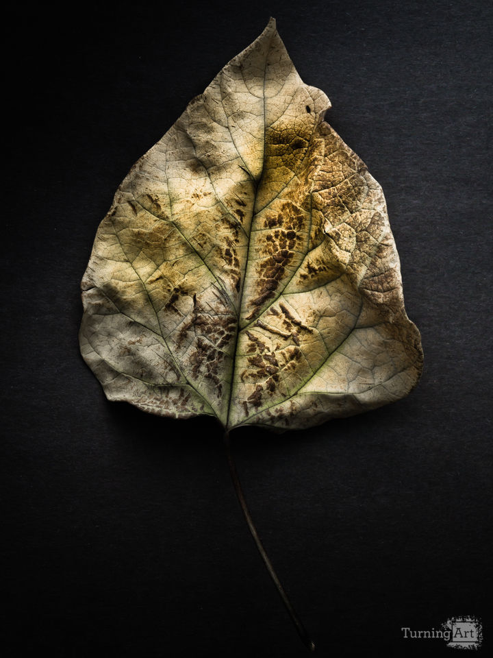 Leaves No 1 Color Version