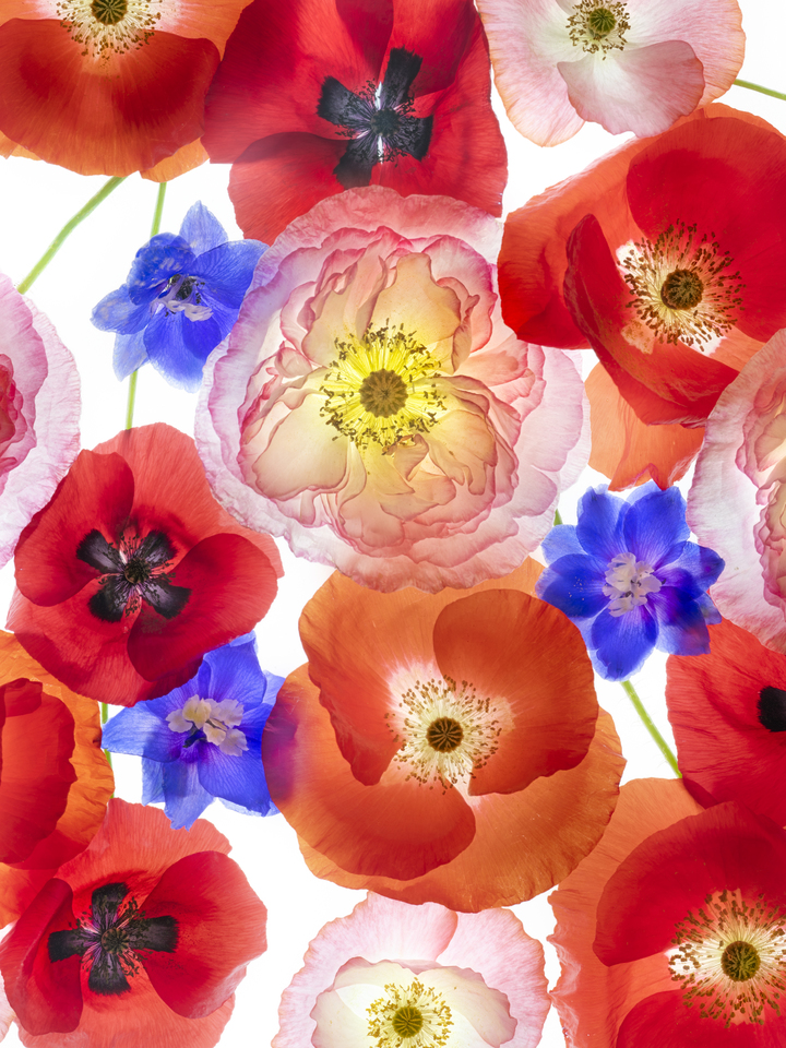 Red, Pink, and Blue