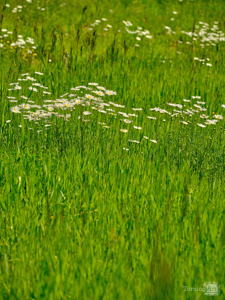 Colorado Alpine Wildflowers
