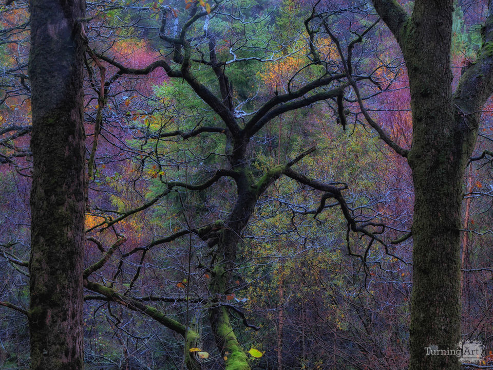 And into the forest I go, to loose my mind and find my soul