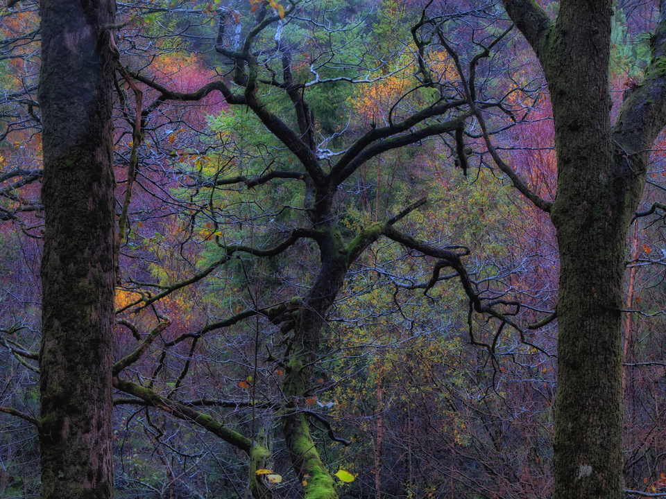 And into the forest I go, to loose my mind and find my soul