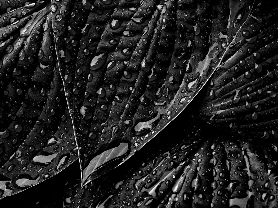 Dark Wet Leaves
