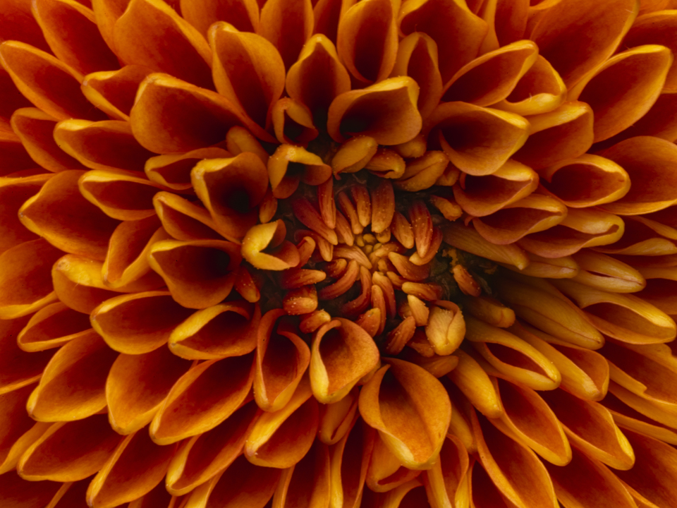 Pom Pom Chrysanthemum Orange