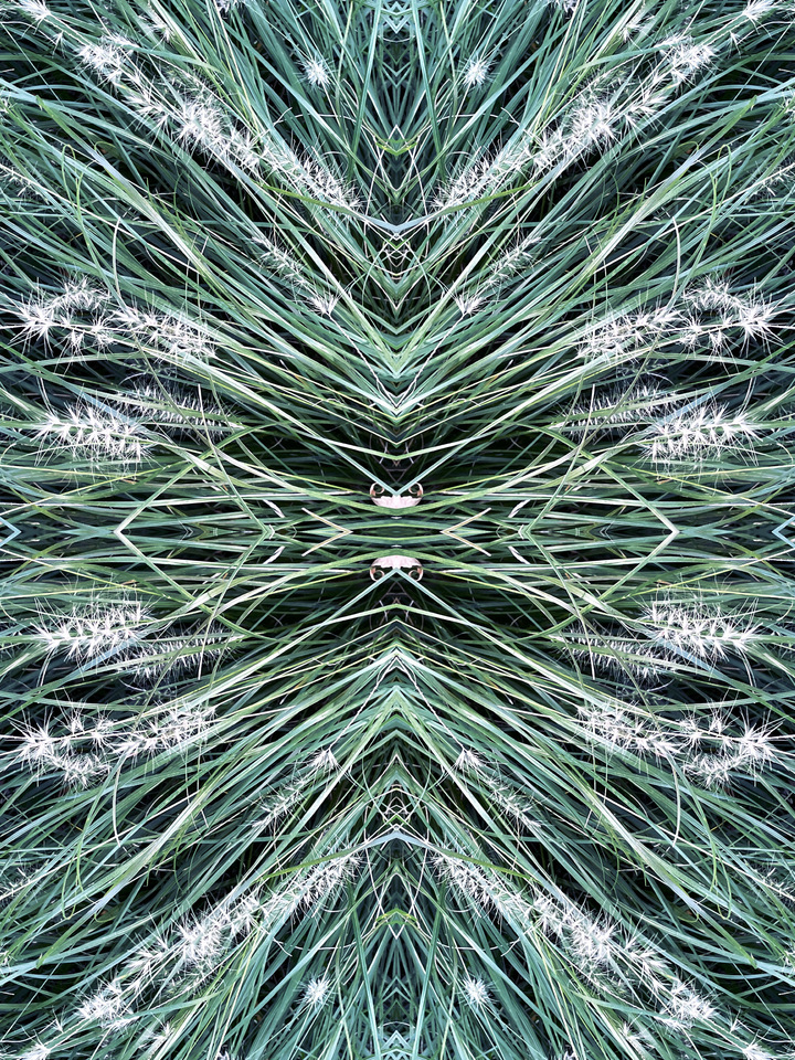 Elymus Hystrix