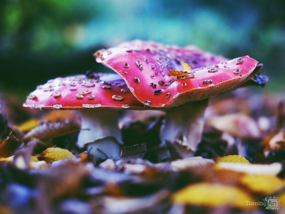 Amanita Muscaria