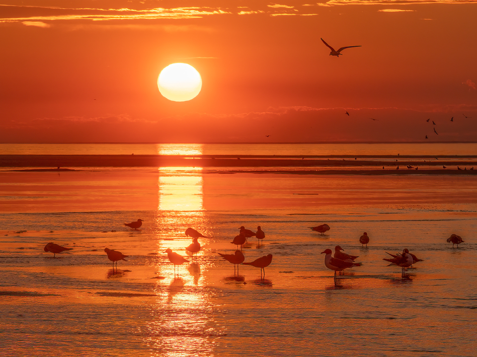 Brewster Flats, Cape Cod #4