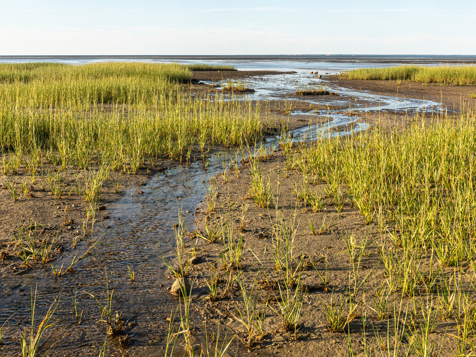 Brewster Flats, Cape Cod #6
