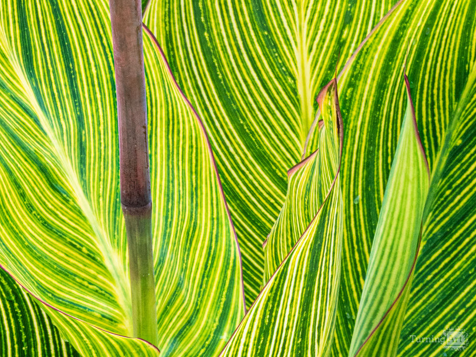 canna-lily-7-by-merrill-shea-turningart