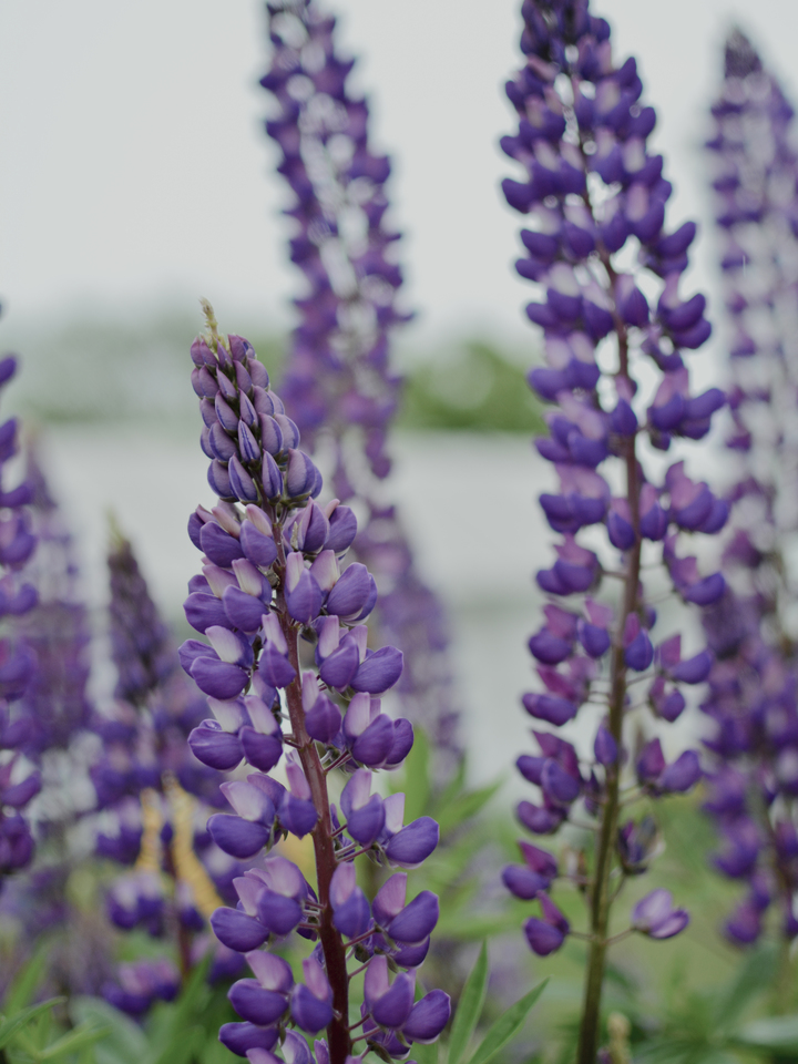 Lupine Field
