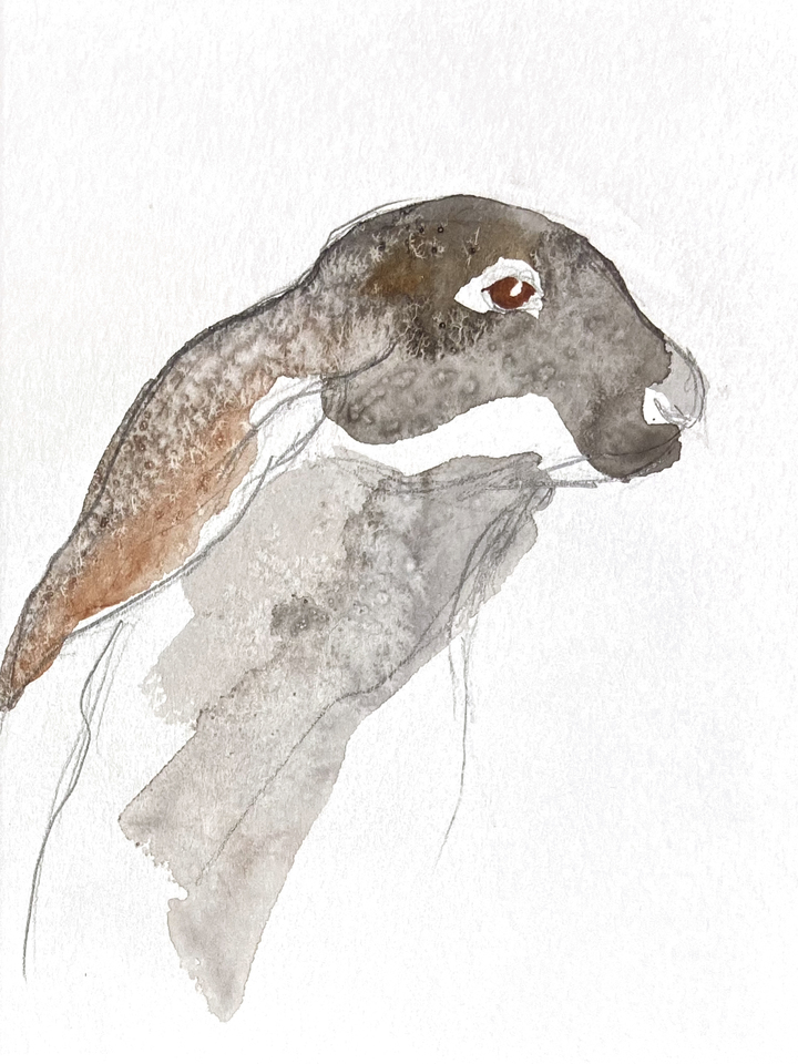 Jackrabbit