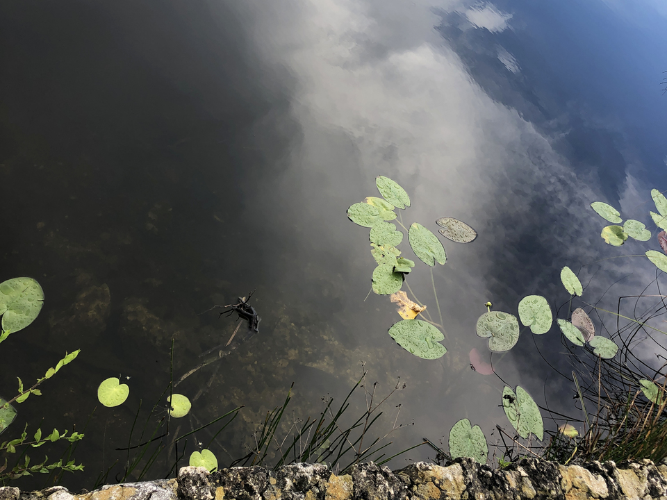 Everglades 10