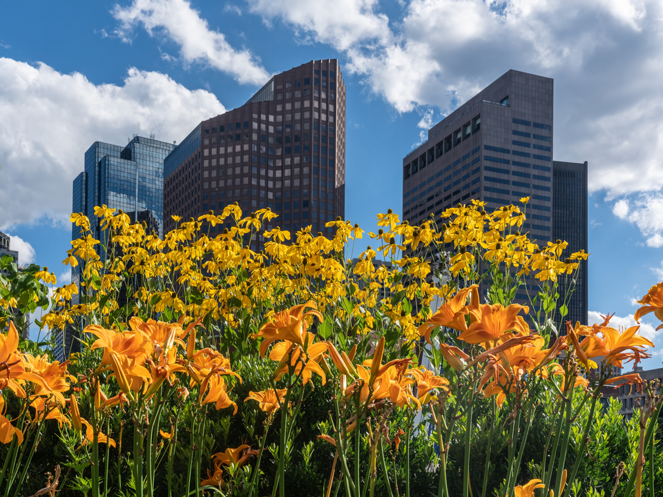 Flowers and Towers