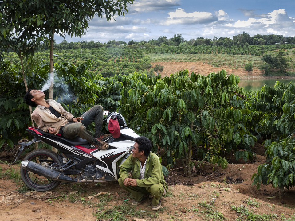 Vietnam Coffee Harvest 