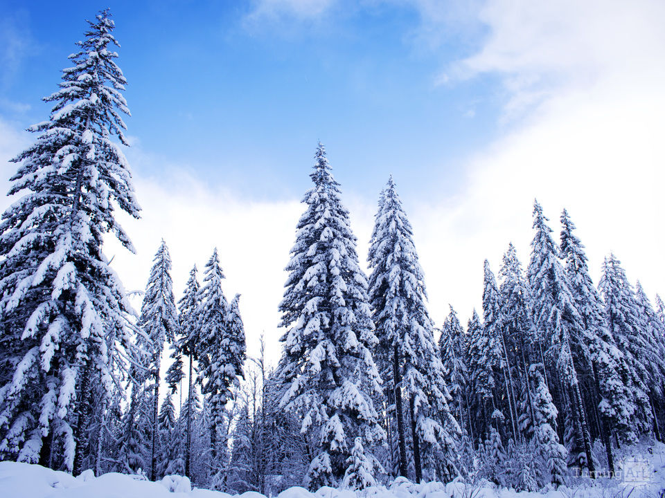 Winter Oregon Forest
