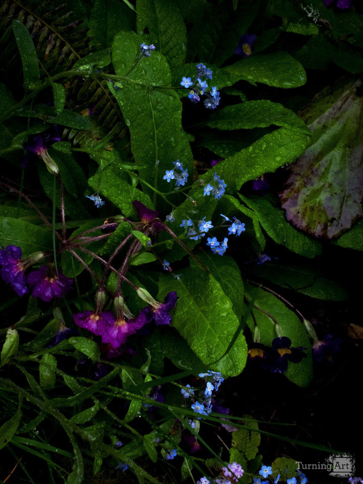 Spring Flowers at Jenkins