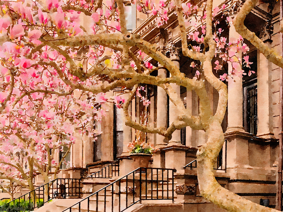 Commonwealth Avenue Magnolias #3