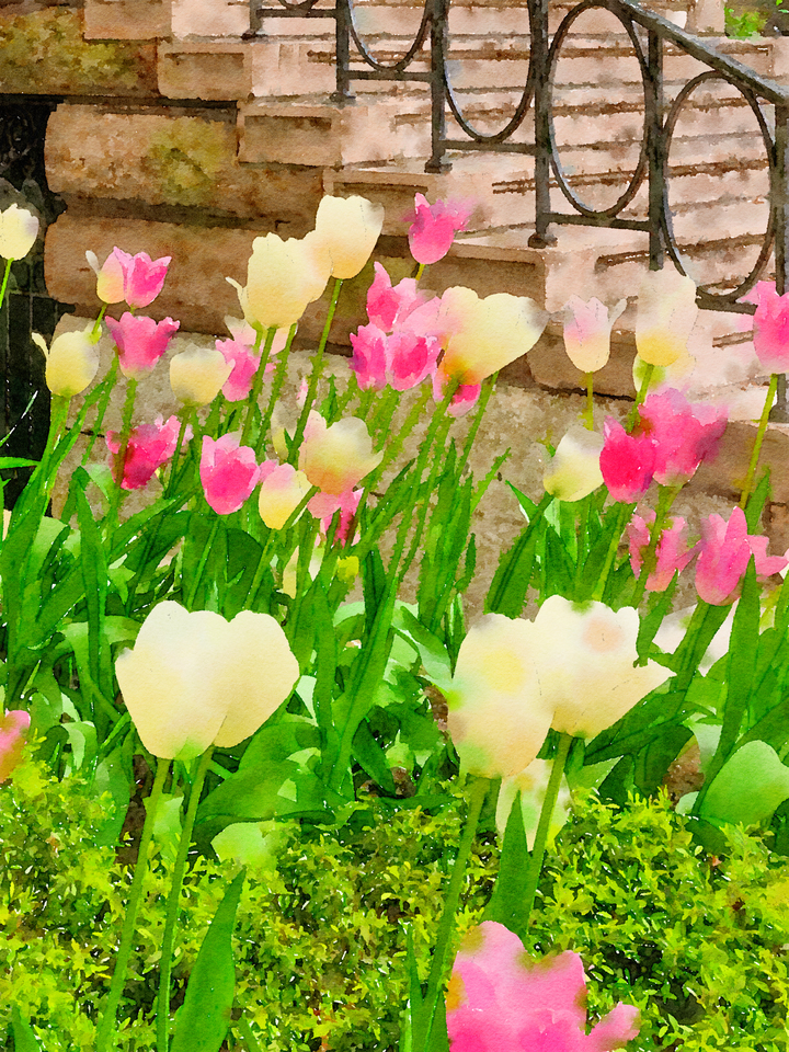 Back Bay Tulips #4